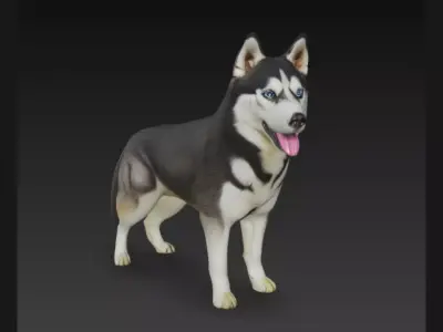 Siberian Husky Dog 3D Model 3D model