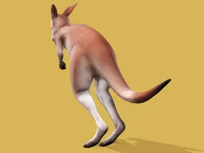 KANGAROO RIGGED ANIMATED 3 Low-poly 3D model