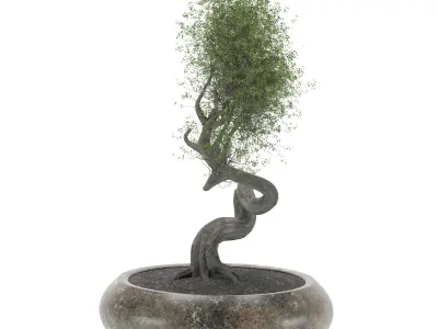BONSAI tree 3D model