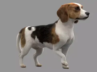 Beagle Fur Animated Rigged 3D model