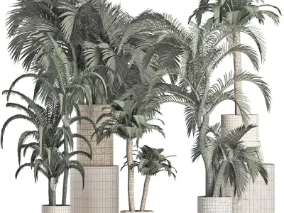 Plants Collection 202 Egyptian Palms 3D model