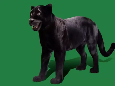 Black Panther Leopard 3D model