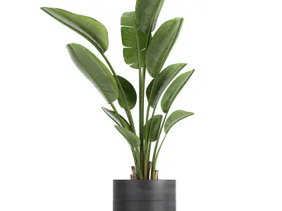 Strelitzia in a pot for the interior 723 3D model