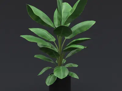 Cavendish Banana Plant I 3D model