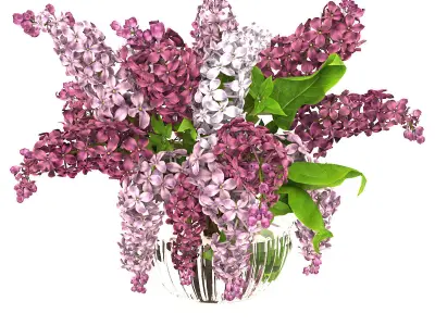 lilac bouquet 3D model