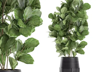 Ficus tree in a black flowerpots 667 3D model