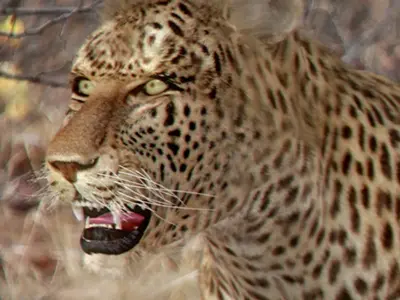 Pack - Wild Felines Animated 3D model