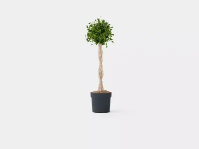 Ficus Nitida braided stem Low-poly 3D model