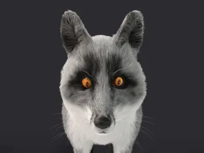 Fur Gray Fox Model Low-poly 3D model