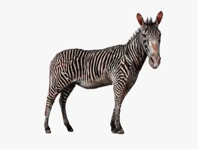 Zebra Zoological Specimen Low-poly 3D model