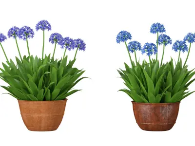 24 Flowers Collection 3D model