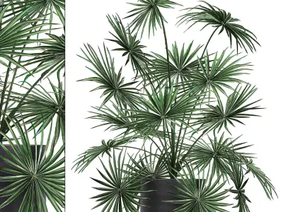 Decorative palm in a flowerpot 716 3D model