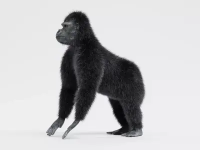 -Western Lowland Gorilla- 3D model