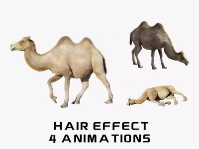 hair effect camel 3D model