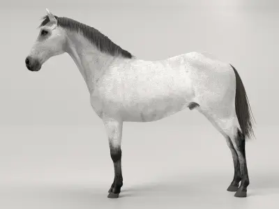 Gray Horse 3D model