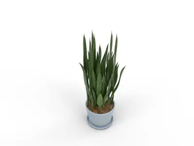 Sansevieria Aubrytniana Metallica  3D model