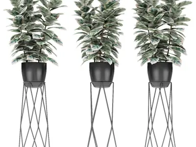 Plant in Pot Flowerpot Exotic Plant 3D model 20