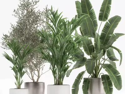 Houseplants in a flowerpot for the interior 1034 3D model