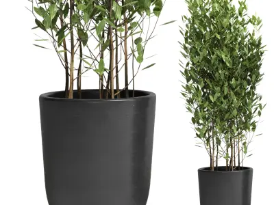 Indoor plant 24 Low-poly 3D model