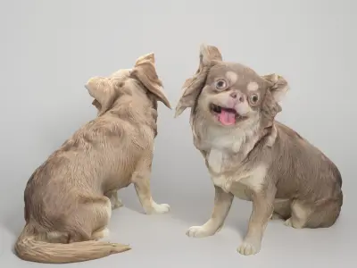 Chihuahua dog 20 Low-poly 3D model