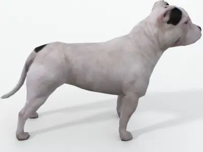 Pitbull dog Low-poly 3D model