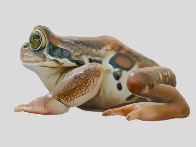 Realistic Tropical Frog 3D Model with High-Quality Textures Low-poly 3D model