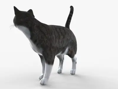 Grey Cat Rigged for Cinema 4D FBX 3D Model Low-poly 3D model