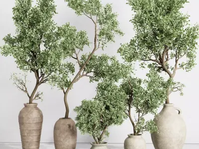 Olive tree in an old earthenware vase indoor collection 441 3D model