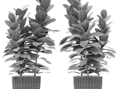Plant in Pot Flowerpot Exotic Plant 3D model 2