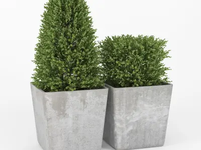Buxus two concrete potted plants 3D model