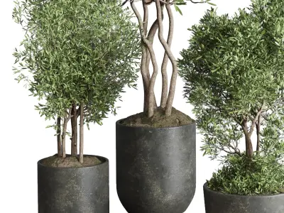 Indoor plant set 354 plant tree vase dirty concrete Low-poly 3D model