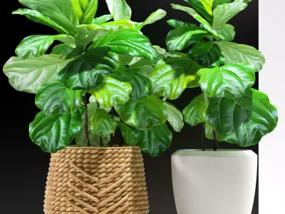 ficus plants 115 3D model