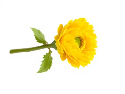 Yellow Ranunculus Flower Botanical model pack Low-poly 3D model
