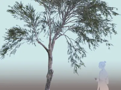 Olea europaea olive trees 3D Model Collection