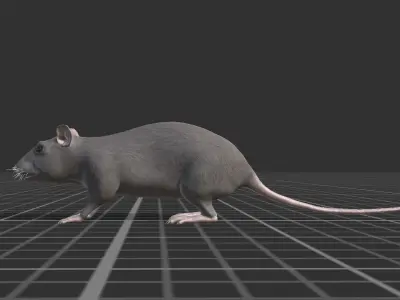 Rat grey and white Low-poly 3D model