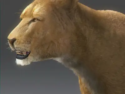 Lioness lion 3D model