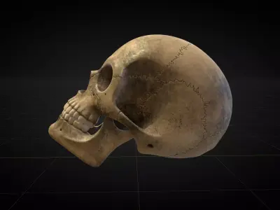 Human Skull 2025 3D model