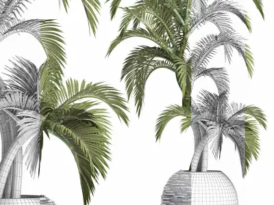 Plants Collection 184 Palm 3D model