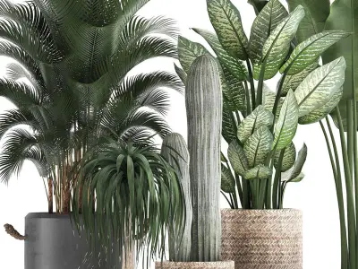 Collection of exotic palm trees in concrete pots 417 3D model