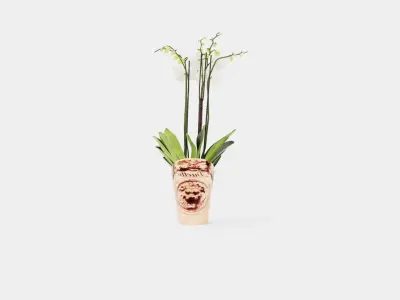 Phalaenopsis hybrid Duetto 4 branch Low-poly 3D model