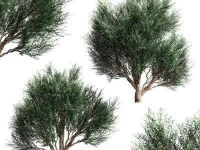 Mature olive trees - 2 models 3D model