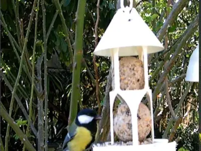 Bird feeder seedballs and seed 3D print model