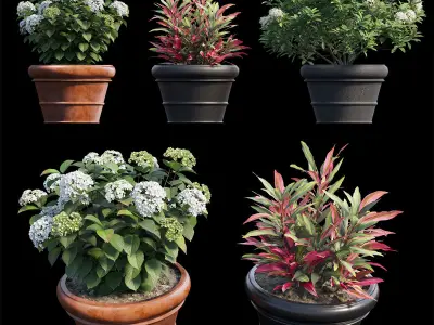 Hydrangea in planters set 08  3D model