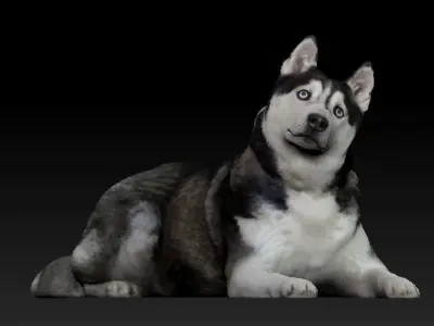 Husky dog lies - model 2 Low-poly 3d scan animal 3D model