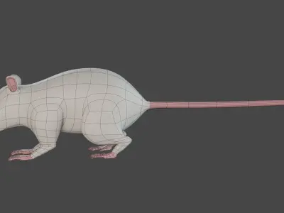 Rat 3d model 3D model