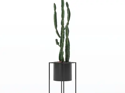 Euphorbia candelabrum cactus in modern flower pot 3D model