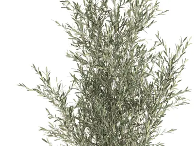 Decorative olive tree in a black flowerpots 647 3D model