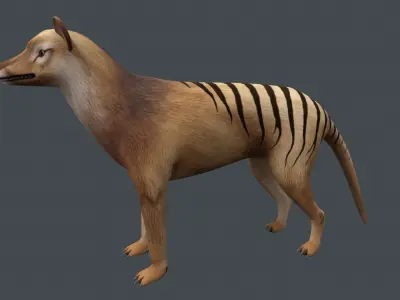 Tasmanian tiger Low-poly 3D model