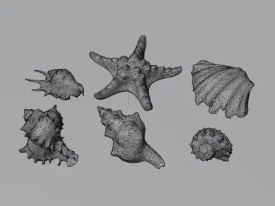 Sea shells collection Vol 1 Low-poly 3D model