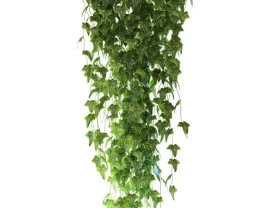 Set of 3 models Ivy in pots hanging on a chain 3D model